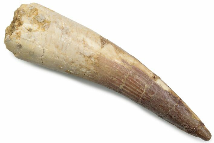 Fossil Spinosaurus Tooth - Real Dinosaur Tooth #381099